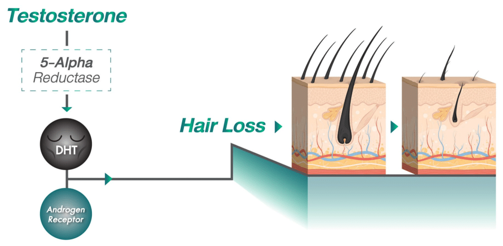 กลุ่มฮอร์โมน เพศชายและหญิงมีความแตกต่างกัน